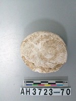 藏品(小型螺蓋製貝刮器)的圖片